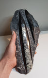 Orthoceras Fossils
