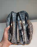 Orthoceras Fossils
