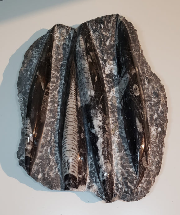 Orthoceras Fossils